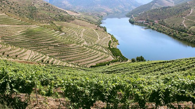 Vinhas nas encostas do Douro Vinhateiro (Património Mundial) em Santa Marta de Penaguião, e ponto de paragem do Caminho de Santiago